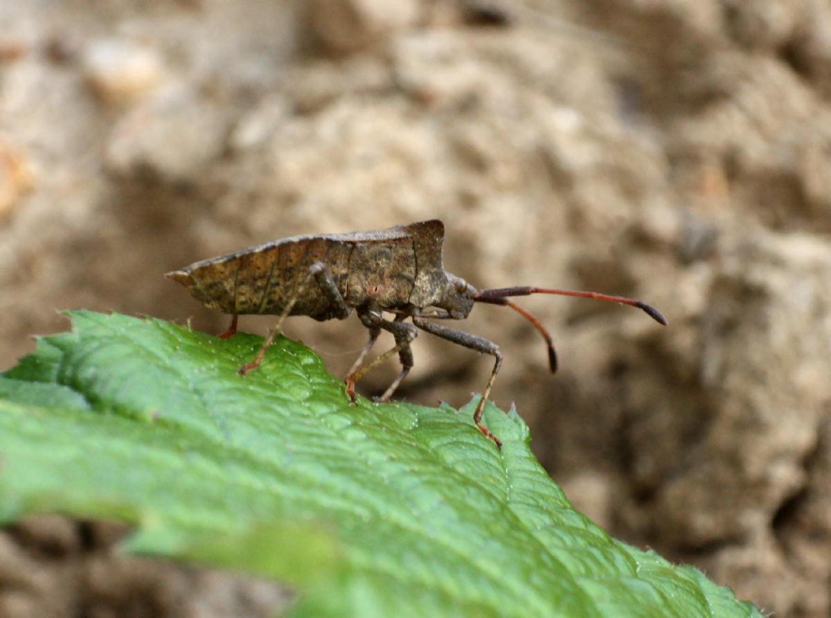 Coreus marginatus? S